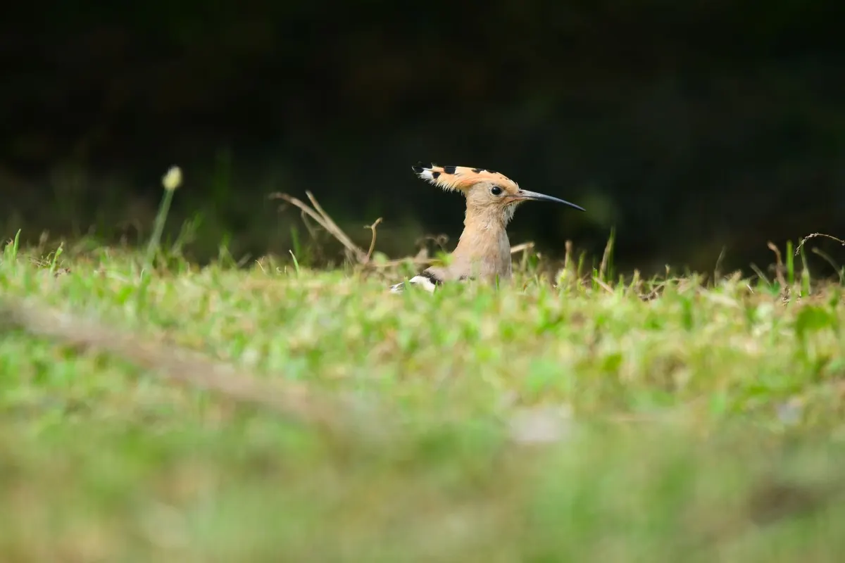 Common Birdwatching Mistakes Beginners Make (and How to Avoid Them)