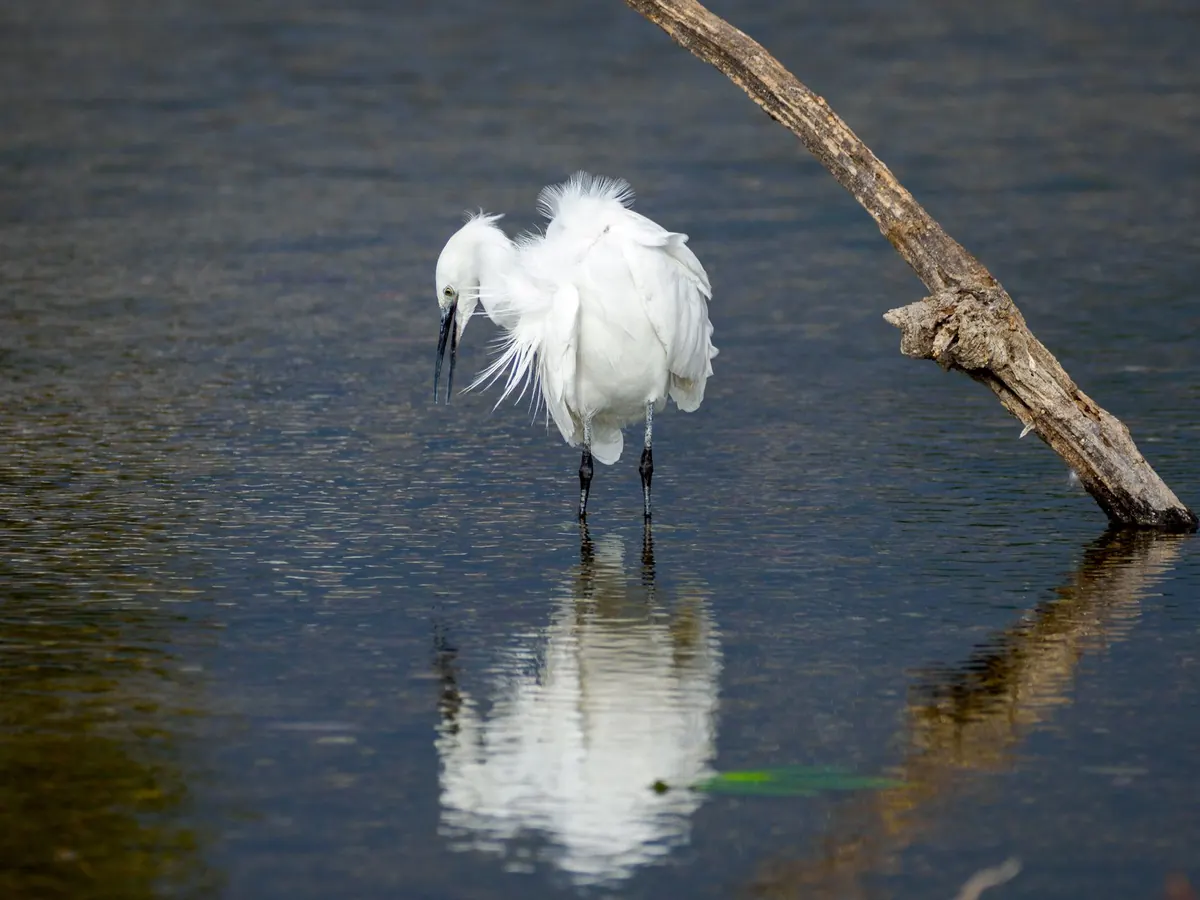 Grey Heron vs Little Egret: Key Differences Explained